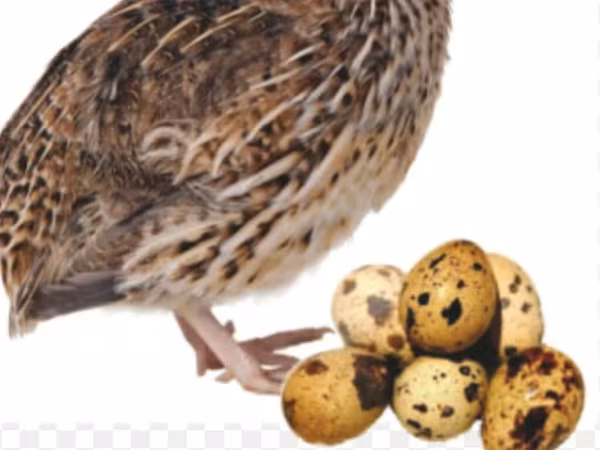 Quails — Kyrgyzstan