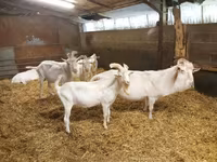 Oğlak, Saanen goat — foto 1