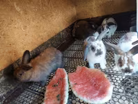 Chickens — foto 1