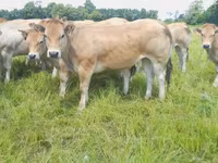 Sapi, Cast cow — foto 7