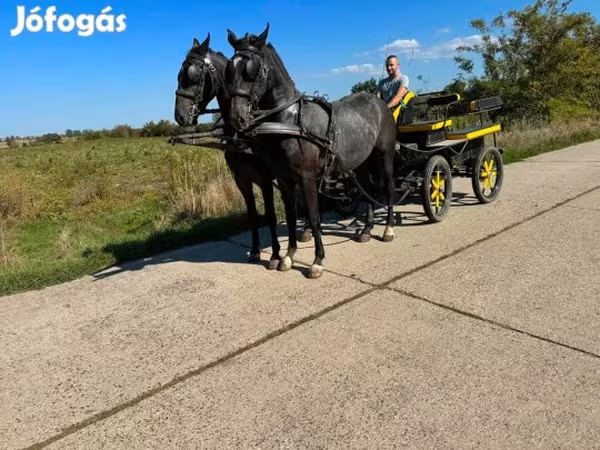 Hingst, Lipizzaner
