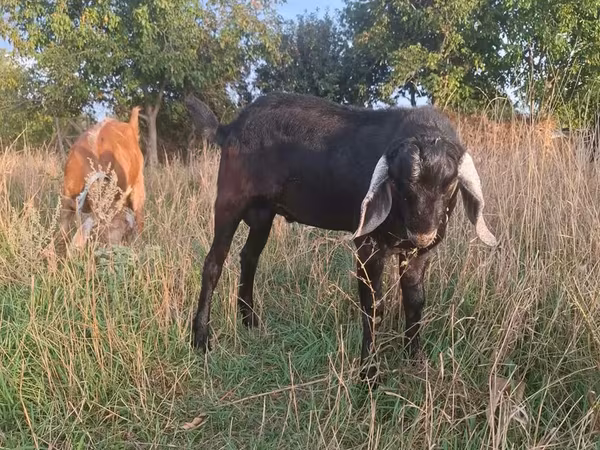 Bode, Nubian Goat