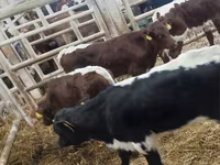 Ταύρος, Simmental cattle — φωτογραφία 5