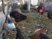 Chickens — عکس 6