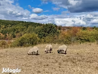 แกะตัวเมีย, White Suffolk sheep — รูปภาพ 1