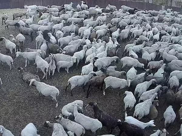 میش, Hampshire sheep