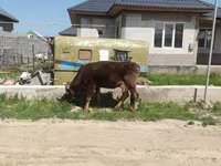 암소, 알라타우 품종 — 사진 3