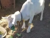 बकरी, Saanen goat — फ़ोटो 3