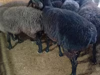 Schaap, Hissar sheep — foto 4