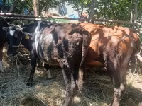 Lembu betina, Simmental cattle — foto 5