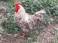 Chickens — ფოტო 1