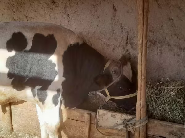 گاو نر, Russian Black pied cattle