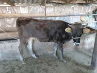 Ko, Russian Black pied cattle — foto 2