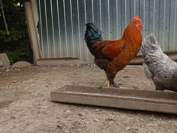 Chickens — Armenia
