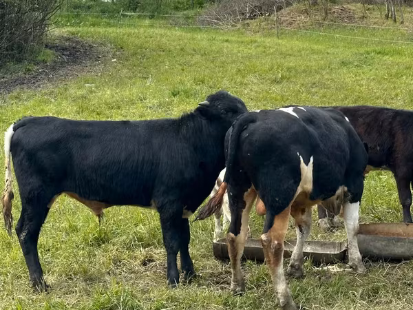 Dibi, Cattle