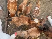 Chickens — புகைப்படம் 2