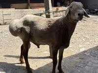 Montone, Arashan sheep — foto 5