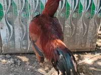 Chickens — عکس 1