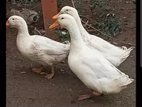Ducks — Foto 1