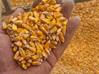 Porumb cu librare acasa 4,40 lei/kg — foto 1