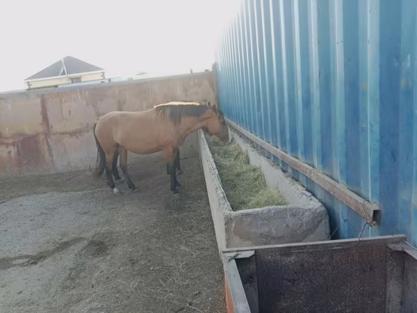 اسب نر, Kazakh horse