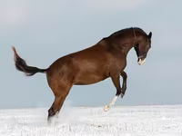 Кобила, Akhal-Teke — фото 4