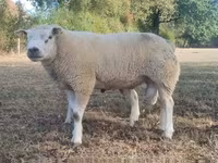 แกะตัวผู้, Texel sheep — รูปภาพ 1