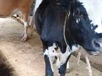 Ko, Holstein-race — foto 1