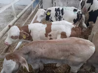 Bulle, Simmental cattle — Foto 2