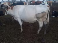 Lembu betina, Cattle — foto 2