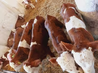Bik, Simmental cattle — fotografija 4