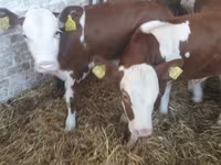ІҚМ (топ, жынысы көрсетілмеген), Simmental cattle — 1-сурет