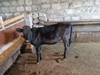 காளை, மாடுகள் — புகைப்படம் 2