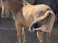 Cal, Mugalzhar horse — foto 3