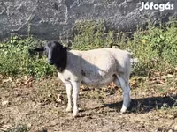 雄羊, Dorper sheep — 写真 5