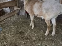 Berbec, Arashan sheep — foto 2