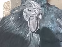 Chickens — Foto 1