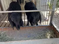 Schafe (Partie, Geschlecht nicht angegeben), Arashan sheep — Foto 1