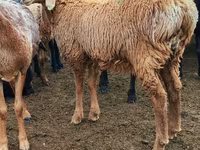 ცხვარი, Arashan sheep — ფოტო 2