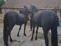 Hengst, Friesian — Foto 3