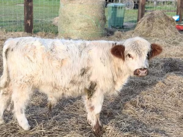 Stier, Galloway koe