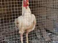 Chickens — عکس 2