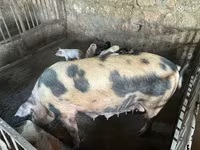 Doofaar dhaddig, Pigs — sawirka 4