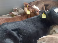 Qoramol (partiya, jinsi ko‘rsatilmagan), Simmental cattle — 3-rasm