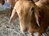 Montone, Arashan sheep — foto 6