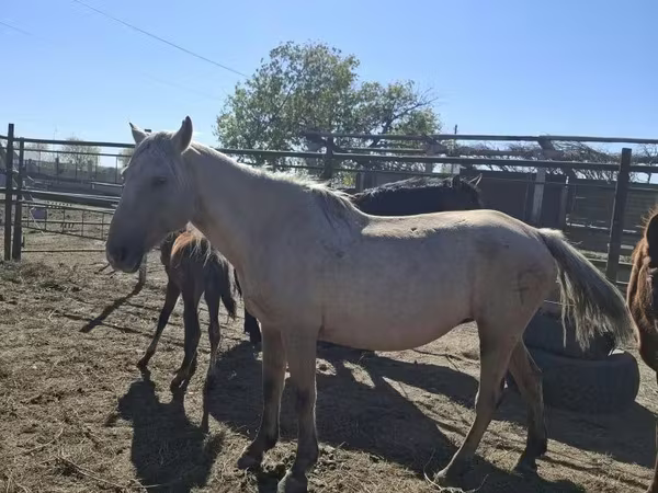 Faras dhaddig, Horse breed