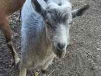تيس, Alpine goat — الصورة 1