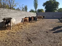 Lembu jantan, Cattle — foto 1