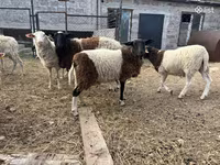Carnero, Dorper sheep — foto 5