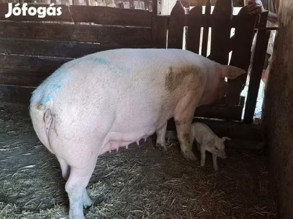 Babi betina, Дюрок